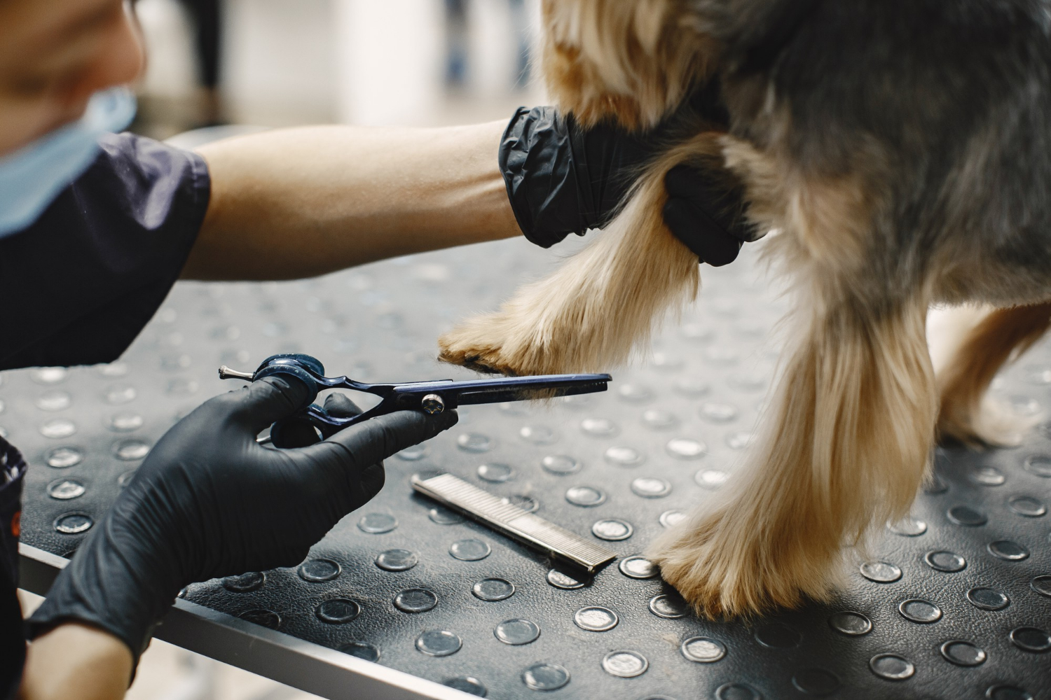haircuting-process-small-dog-sits-table-dog-with-professional (1)